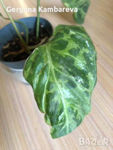 Philodendron Gloriosum Snow Leopard , снимка 2 - Стайни растения - 53383349