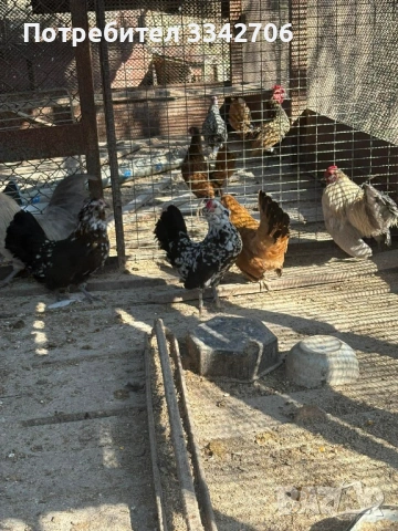 Оплодени яйца от копринки, зибрайд, антверпенска брадата и легхорн, снимка 6 - Кокошки и пуйки - 53878335