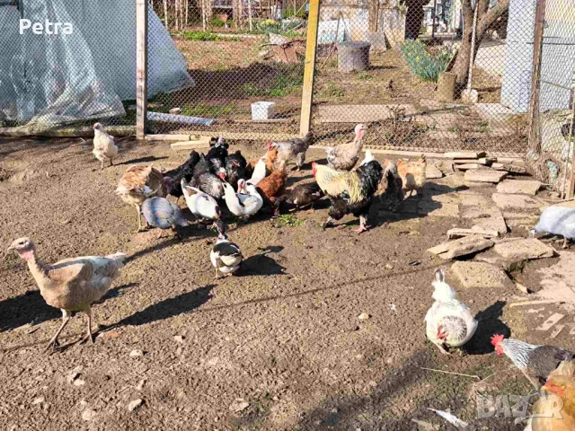 Кокошки и патици, снимка 2 - Кокошки и пуйки - 54085991
