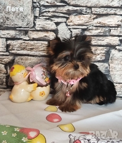 продавам, снимка 11 - Йоркширски териер - 53638939