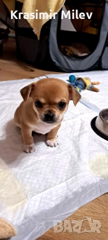 малко момченце мини чихуа, снимка 11 - Чихуахуа - 52515787