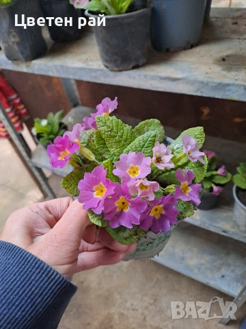 Домашна иглика в саксия , снимка 3 - Градински цветя и растения - 54010243