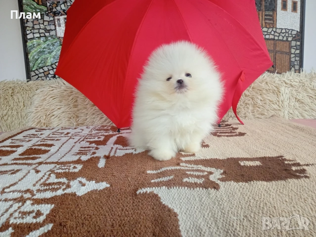 Мини Померани. Реални снимки от 04.04.26г.