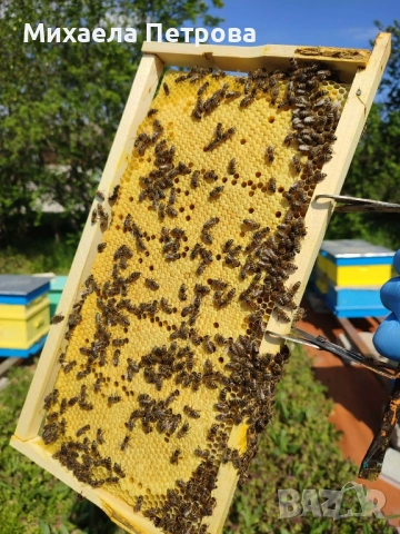 Пчелни семейства 2026