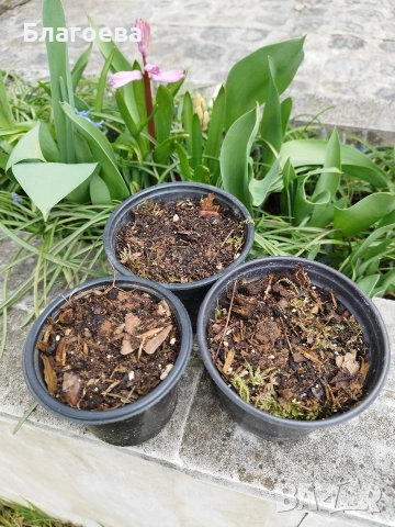 Комплект от 3 бр луковици Блетила/Земна орхидея, снимка 6 - Сортови семена и луковици - 53702101