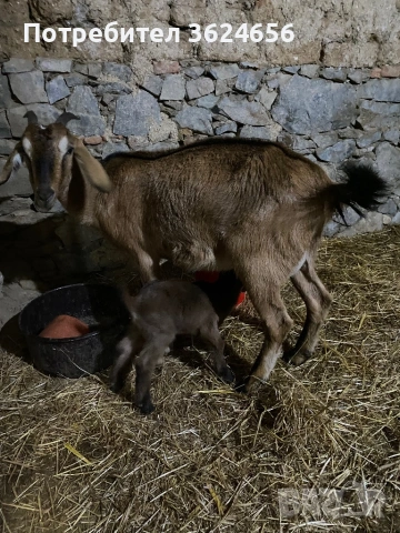 англо нубийски кози, снимка 8 - Кози - 54003597