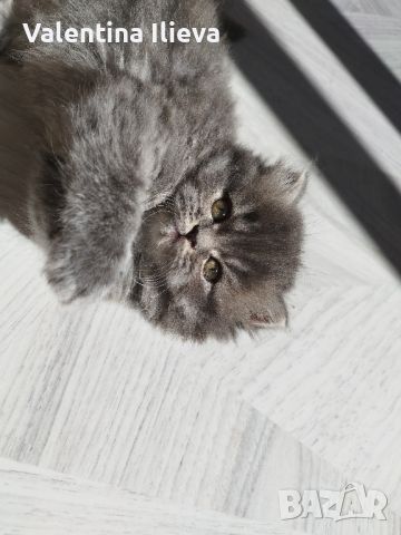 Персийски котета , снимка 8 - Персийска - 46124850