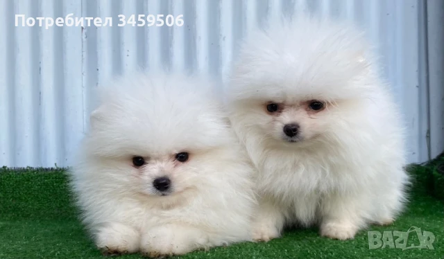 Продавам померани, снимка 1