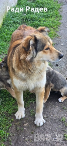 Кученца си търсят любящи стопани, снимка 3 - Други - 54110027