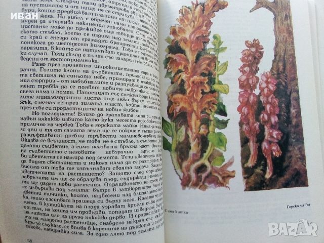 Чудният свят на растенията - Г.А.Денисова - 1975г, снимка 4 - Енциклопедии, справочници - 45565759