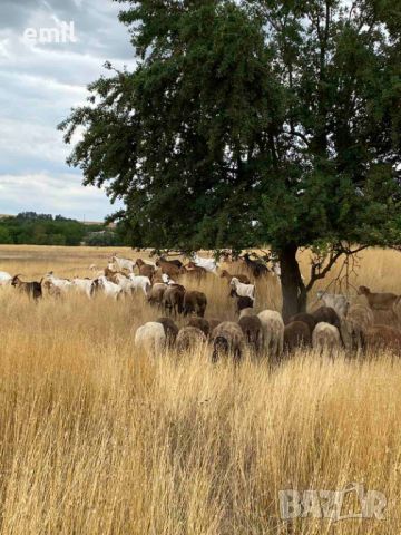 Стадо кози и овце, снимка 1 - Кози - 46482014