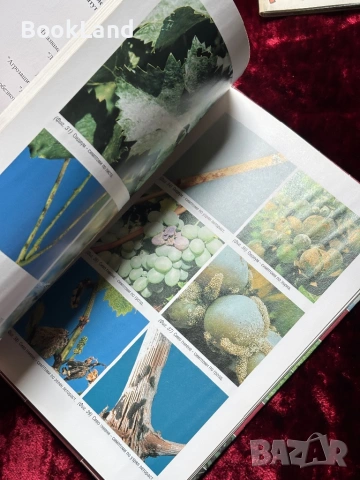 Атлас на болестите и неприятелите по лозата, снимка 10 - Други - 53863258