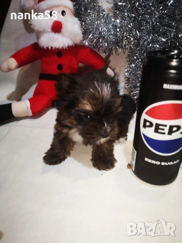 продавам йорки, снимка 2 - Йоркширски териер - 52906978