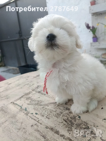 Малтипу , снимка 4 - Пудели - 53770172
