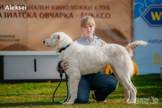 Средноазиатска овчарка–Алабай, снимка 2 - Средноазиатска овчарка - 48611649