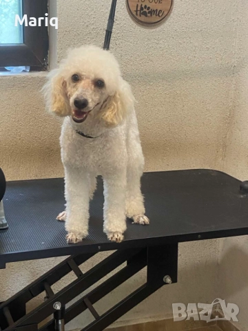 Мъжки среден пудел, снимка 2 - Пудели - 52747849