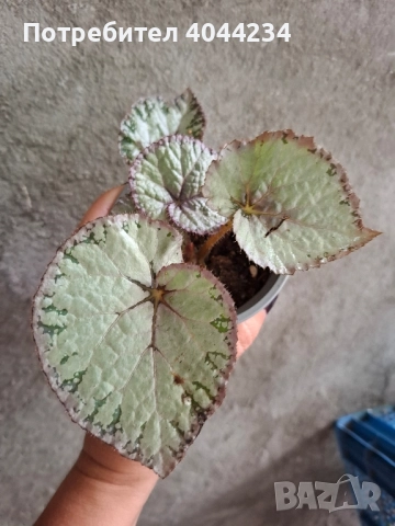 Бегония рекс - 1, снимка 1