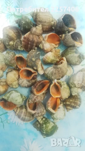 Рапани , снимка 3 - Декорация за дома - 51026365