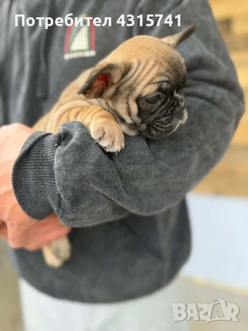 Френски булдог, снимка 6 - Френски булдог - 53222699