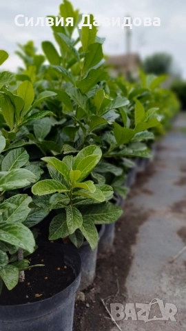 Лавровишня , снимка 4 - Градински цветя и растения - 51752197