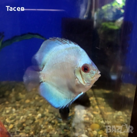 Дискуси 6-7см, снимка 2 - Рибки - 53232982