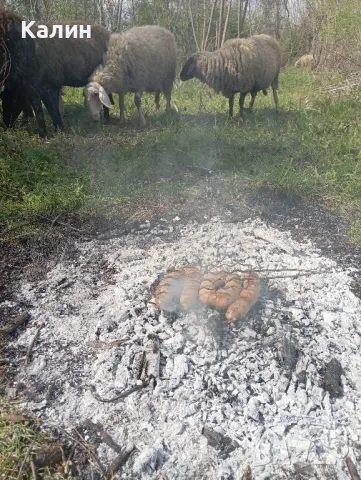 продават се овце , снимка 2 - Овце - 50155920