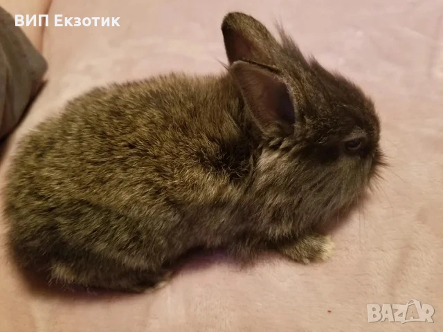 ПРОДАВА МИНИ ЗАЙЧЕТА