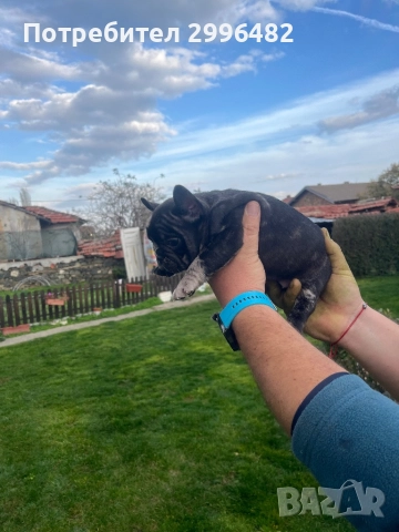 Френски булдог , снимка 5 - Френски булдог - 52567202