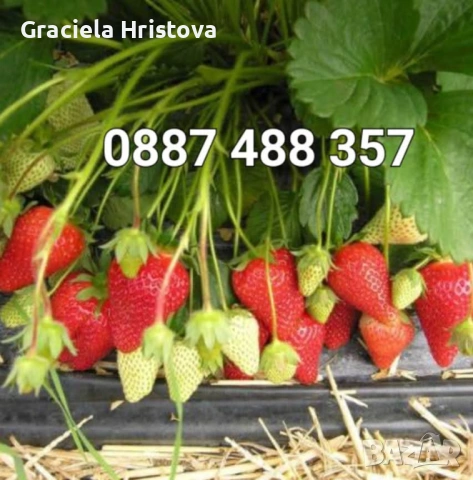 Продавам разсад ягоди , снимка 7 - Градински цветя и растения - 53619864