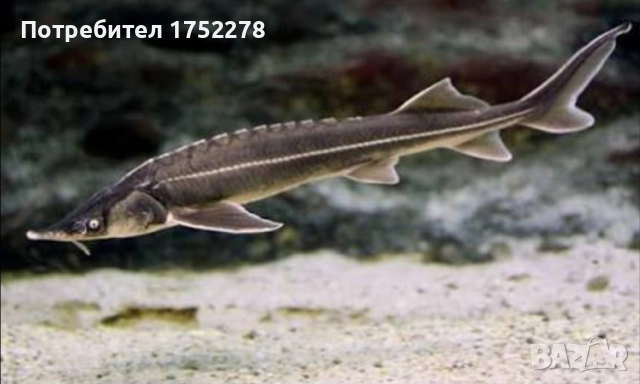 Есетрова риба чига 15см. 90лв.