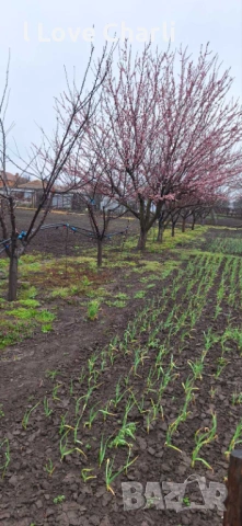 3.4 дка в с. Златия – ⚡ТОК 💧ВОДА ⛏️КЛАДЕНЕЦ 🌱ОРАНЖЕРИЯ ⚡ТРАФОПОСТ 🛣️АСФАЛТОВ ПЪТ, снимка 5 - Парцели - 54027636