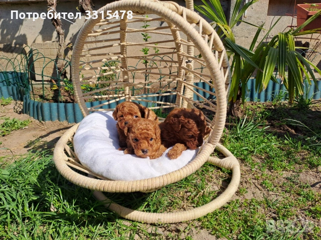 Той Пудели, снимка 4 - Пудели - 53807475