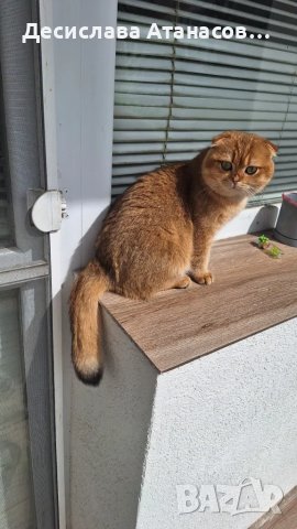Породист мъжки котарак за разплод –Шотландска златна чинчила, снимка 2 - Чинчили - 49636887