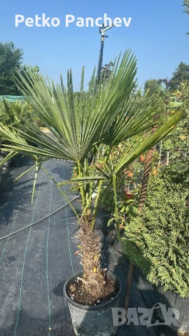 Палма Трахикарпус -22, снимка 12 - Градински цветя и растения - 50637983