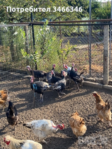 Продавам млади пуйки и декоративни пилета, снимка 1