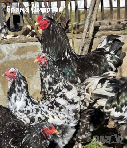 ЕЛИТНИ БРАМИ – РЕДКИ ЦВЕТОВЕ ОТ СЕЛЕКТИРАНИ ЛИНИИ, снимка 10 - Кокошки и пуйки - 50242246