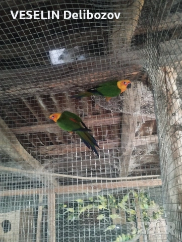 продавам папагали , снимка 2 - Папагали - 53725252