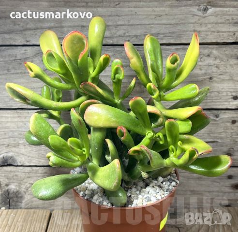 Crassula ovata ‘Hobbit Sunset’, снимка 2 - Стайни растения - 45434285