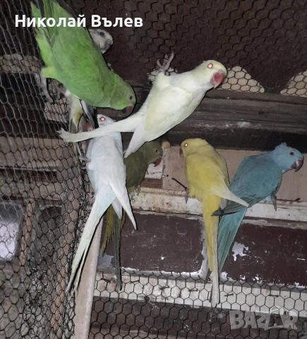 Малки александри , снимка 10 - Папагали - 51923458