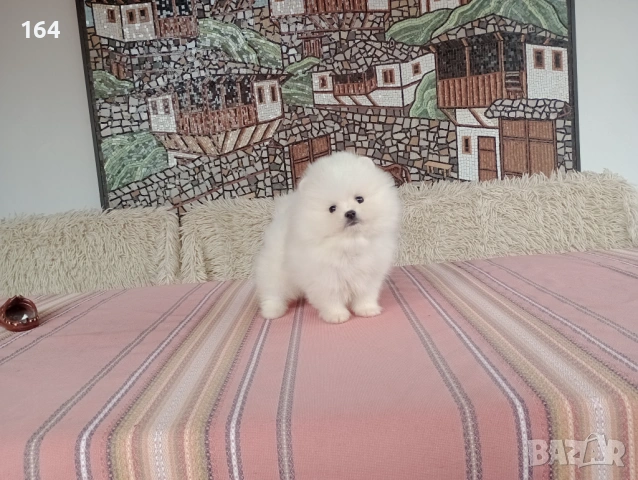 Мини бели Померани. Реални снимки от 21.03.26, снимка 4 - Померан - 53910961