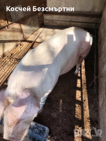 Свине майки, снимка 4 - Прасета - 53018708