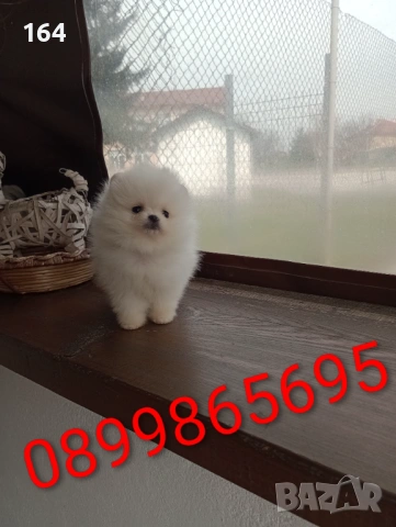 Бели мини Померани. Реални снимки от 21.03.26 г. 