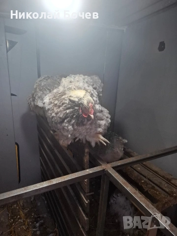 Яица за люпене от Кохен ,Брама,Орпингтон и Копринки, снимка 12 - други­ - 53056688