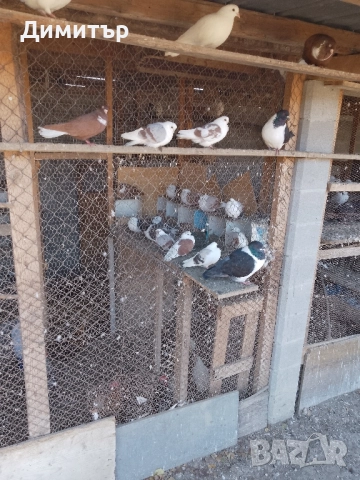 Гълъби шуменски и декорация. , снимка 12 - Гълъби - 52318134