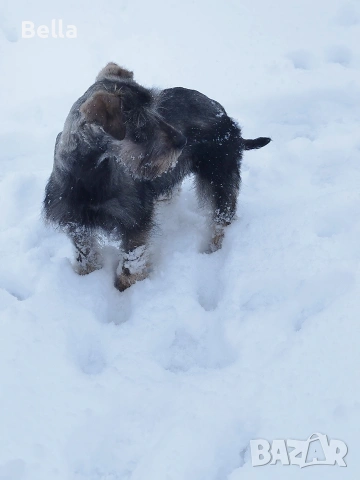 Мини шнауцер , снимка 6 - Други - 54053419