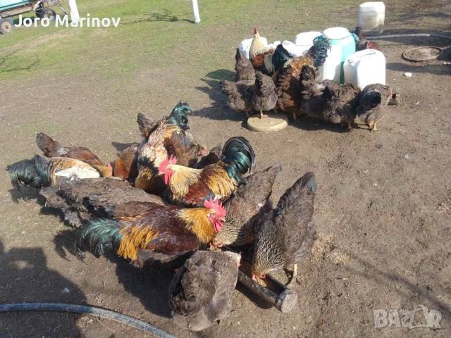 Оплодени яйца от Катунски кокошки