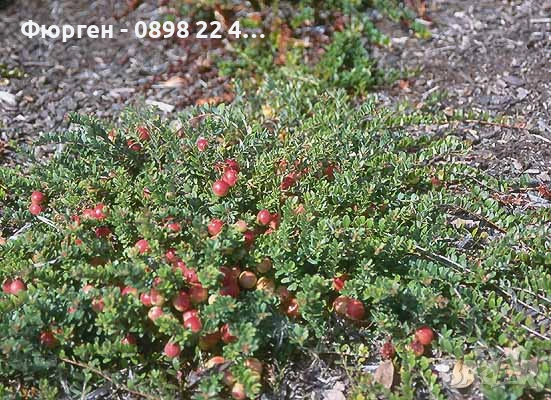 Американската червена боровинка, снимка 11 - Разсади - 52922778