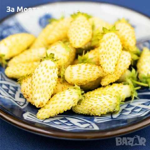 Жълта горска Ягода 🍓, снимка 2 - Разсади - 49491757