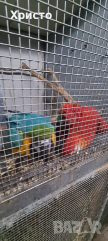 Продавам чифт Ари , снимка 6 - Папагали - 52542276