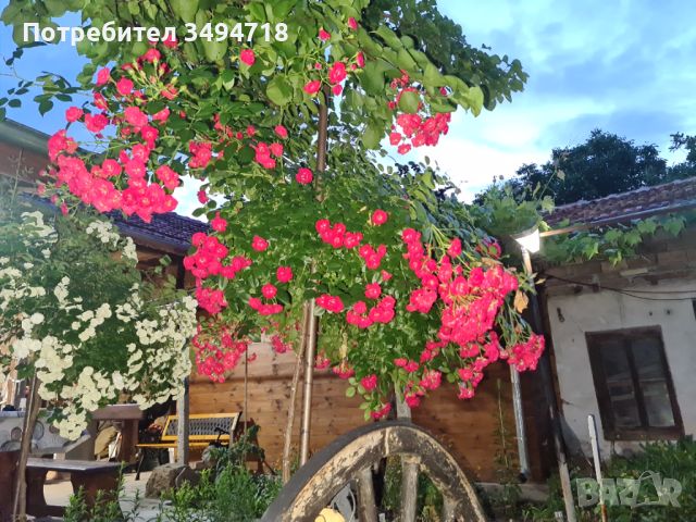Продавам къща в уредено село близо до Велико Търново, с. Дичин, снимка 6 - Къщи - 45729519